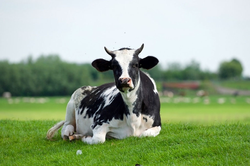 MOL usa estrume de vaca para ajudar a reduzir as emiss?es de CO2 do transporte